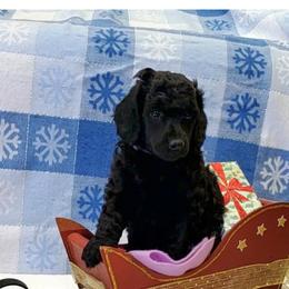Poodle puppies from Tri Star Standard Poodles