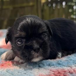 Boy 1 - Black gold and white male Shih Tzu puppy in Mobile, Alabama from FluffyTail Shih Tzu