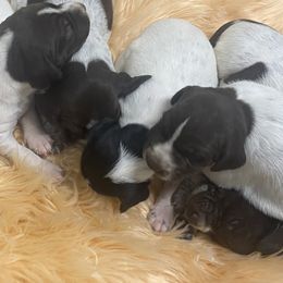 Male 2 - Liver and white male German Shorthaired Pointer puppy in Hardeman County, Tennessee from Howell Farm GSP