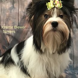 Topper - Biewer Terrier