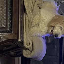 Goldendoodle Puppies from Toneytails Doodles