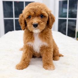 Milo - Red  male Goldendoodle puppy in Springfield, Ohio from Dawson's Royal Companions