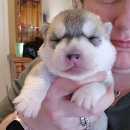 Goldie - Gray and white female Siberian Husky puppy in Le Sueur, Minnesota from Tevana Siberians LLC