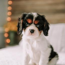 Cavalier King Charles Spaniel Puppies from Cavalier & Co.