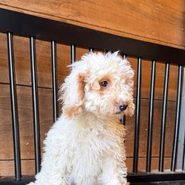 Peaches - Parti female Goldendoodle puppy in Vero Beach, Florida from Lynn Fontaine