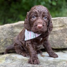Mocha - Liver and white female Springerdoodle puppy in Lisbon, Ohio from Willow Lane Doodles