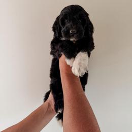 Sterling - Black and white male Sheepadoodle puppy in Wabash, Indiana from DOODCompany