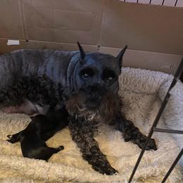 Miniature Schnauzer puppies from Cindy’s Mini Schnauzers