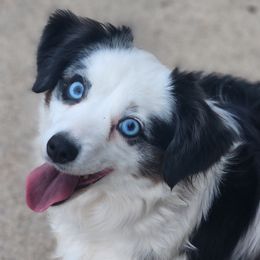 Miniature Australian Shepherds and Toy Australian Shepherds from TWO ACRE HILLS
