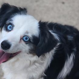Miniature Australian Shepherds and Toy Australian Shepherds from TWO ACRE HILLS