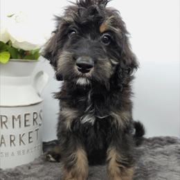 Violet - Phantom female Bernedoodle puppy in Granton, Wisconsin from Rose River Farms