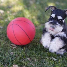 Miniature Schnauzer Puppies from Snowflake Schnauzers
