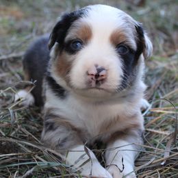 Boy 1 - Miniature Australian Shepherd puppy from HaVen Homestead Miniature Australian Shepherds