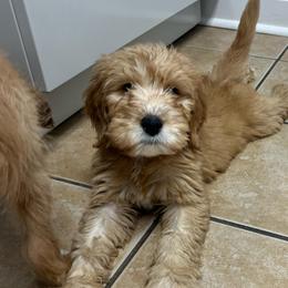 Brown Boy - Red  male Goldendoodle puppy in Richmond, Kentucky from The Doting Doodle