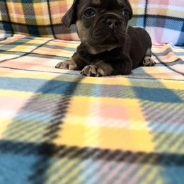 Regan - Black and tan French Bulldog puppy in Davenport, Iowa from QC Finest Frenchies & Brussels