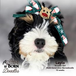 Bernedoodle Puppies from A Star is Born Doodles