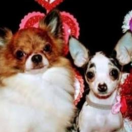 Chihuahuas, Dachshunds, and Shih Tzus from Pup cakes