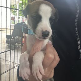 Boy 1 - White and fawn brindle male Whippet puppy in Corry, Pennsylvania from Sara's Whippets