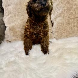 Luna - Poodle