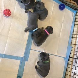 French Bulldog Puppies from Crooked C Ranch