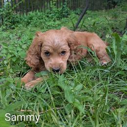 Sammy - Buff female Cockapoo puppy in Sunset, Louisiana from Cano Cockapoos