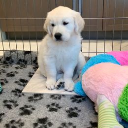 Golden Retriever Puppies from “Catalina Goldens” European Pedigree Companions