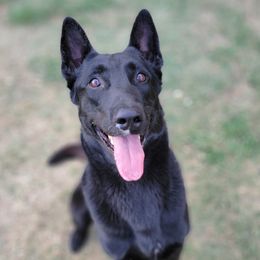 Alex - Belgian Malinois