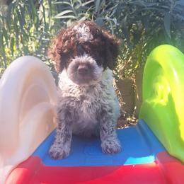 Boy 2 - Brown roan male Lagotto Romagnolo puppy in Salida, California from Harper's Lagotti