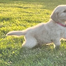 Golden Retriever and Labrador Retriever Puppies from Abels Envy Retrievers