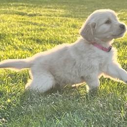 Golden Retriever and Labrador Retriever Puppies from Abels Envy Retrievers