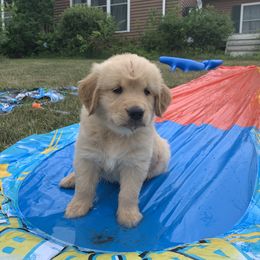 Golden Retriever Puppies from Lake Champlain Goldens