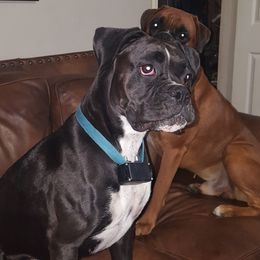 Dah - Boxer