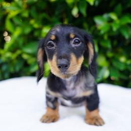 Moonlight - Dapple male Dachshund puppy in Temecula, California from Naomi Magee's Dachshund Kennel