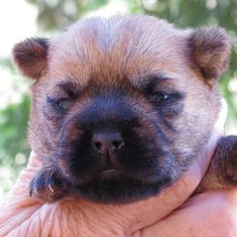 Tuco - Red wheaten male Cairn Terrier puppy in Redding, California from Macushla Kennel