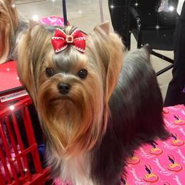 Dillon - Yorkshire Terrier