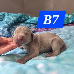 B7 - Gray male Weimaraner puppy in Frostproof, Florida from Waggin' Weims