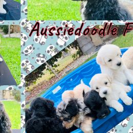 Aussiedoodles from David's Aussiedoodles