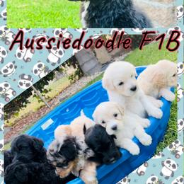 Aussiedoodles from David's Aussiedoodles