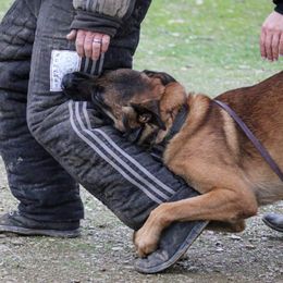 ORKIN - Belgian Malinois