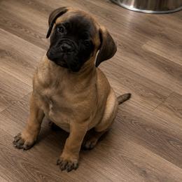 ENVY - Red fawn female Bullmastiff puppy in South Attleboro, Massachusetts from Bessettes Bullies