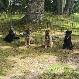 German Shepherd Puppies from Von WestLynn German Shepherds