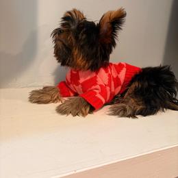 Pixie - Black and tan female Yorkshire Terrier puppy in Chicago, Illinois from Chicago Yorkies