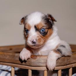 Stitch - Blue merle male Toy Australian Shepherd puppy in Fresno, California from Alpine Tails