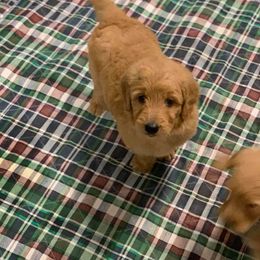 Goldendoodle Puppies from Bear Ridge Doodles