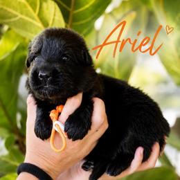 Ariel - Black female German Shepherd puppy in Canton, Texas from WILDWOOD GERMAN SHEPHERDS