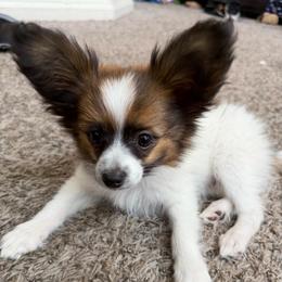 Potato - Red white and sable male Papillon puppy in Thornton, Colorado from Aspen Wings Papillons