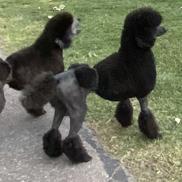 Poodle All Grown Up from Faith Ambort