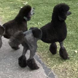 Poodle All Grown Up from Faith Ambort