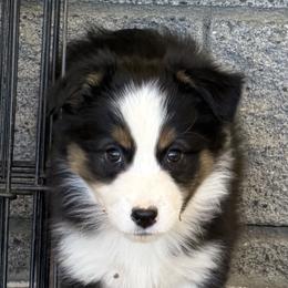 Girl 5 BTB3 - Black tri-color female Australian Shepherd puppy in Phoenix, Arizona from Heartfire Aussies