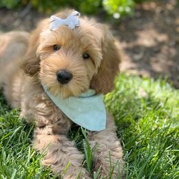 Australian Labradoodle Puppies from Pixie Doodle Paws